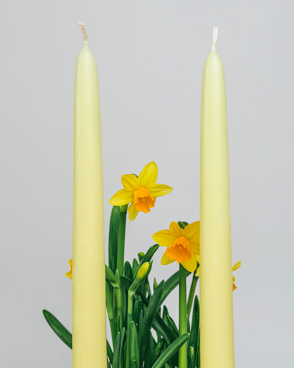 2-Piece Taper Candle Set Wild Daffodil