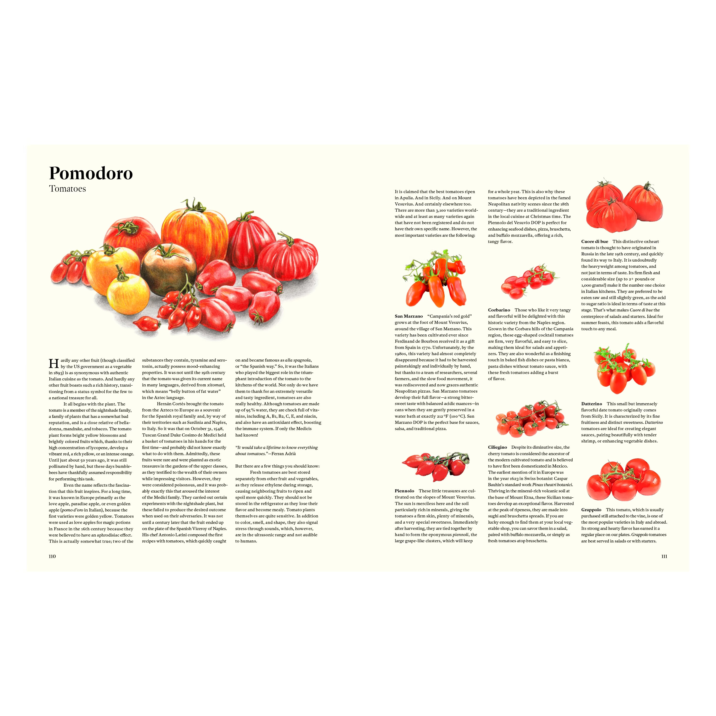Illustration aus dem Kochbuch Originale: Verschiedene italienische Tomatensorten wie San Marzano, Cuore di bue und Datterino, mit Beschreibung ihrer Herkunft und Verwendung in der italienischen Küche