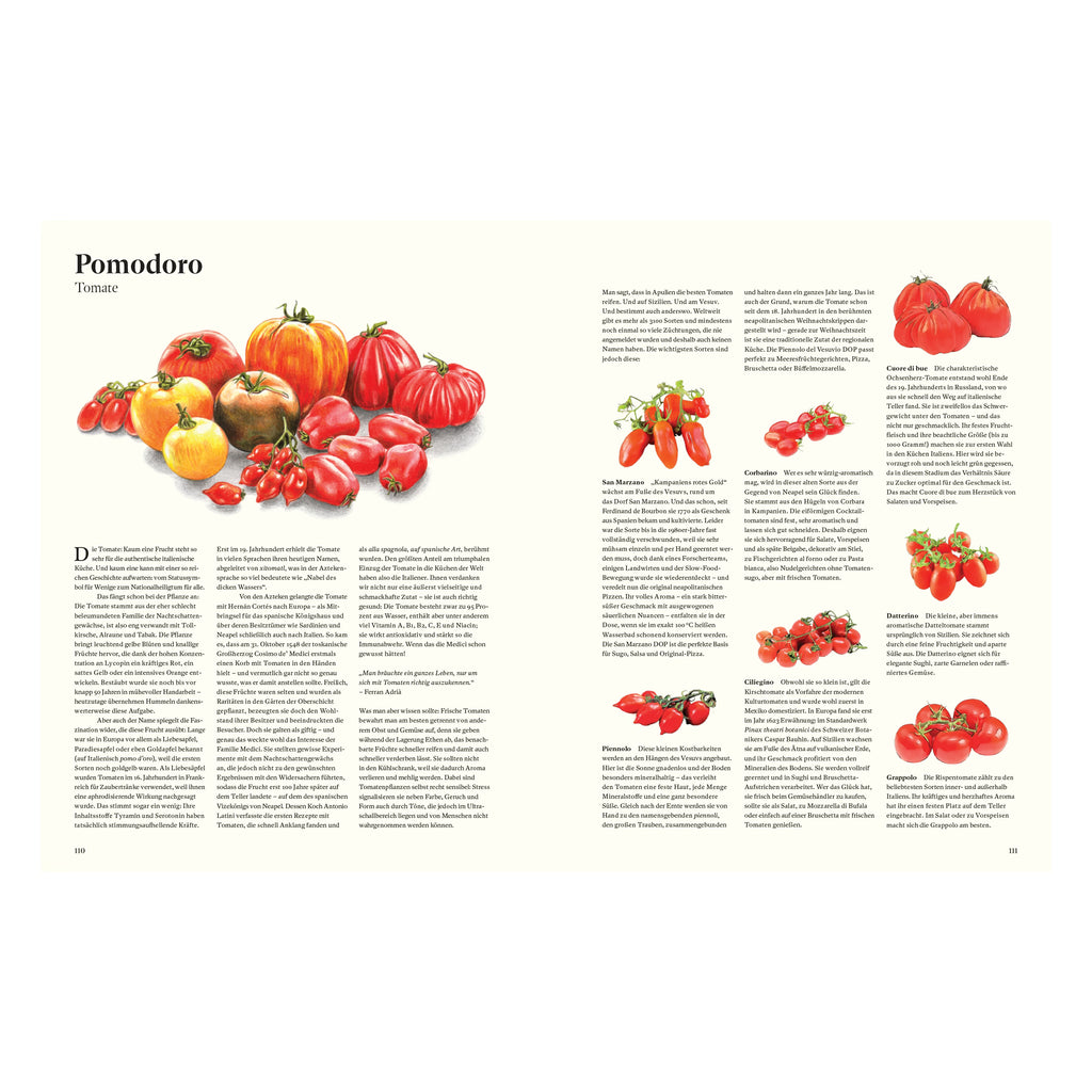Illustration aus dem Kochbuch Originale: Verschiedene italienische Tomatensorten wie San Marzano, Cuore di bue und Datterino, mit Beschreibung ihrer Herkunft und Verwendung in der italienischen Küche