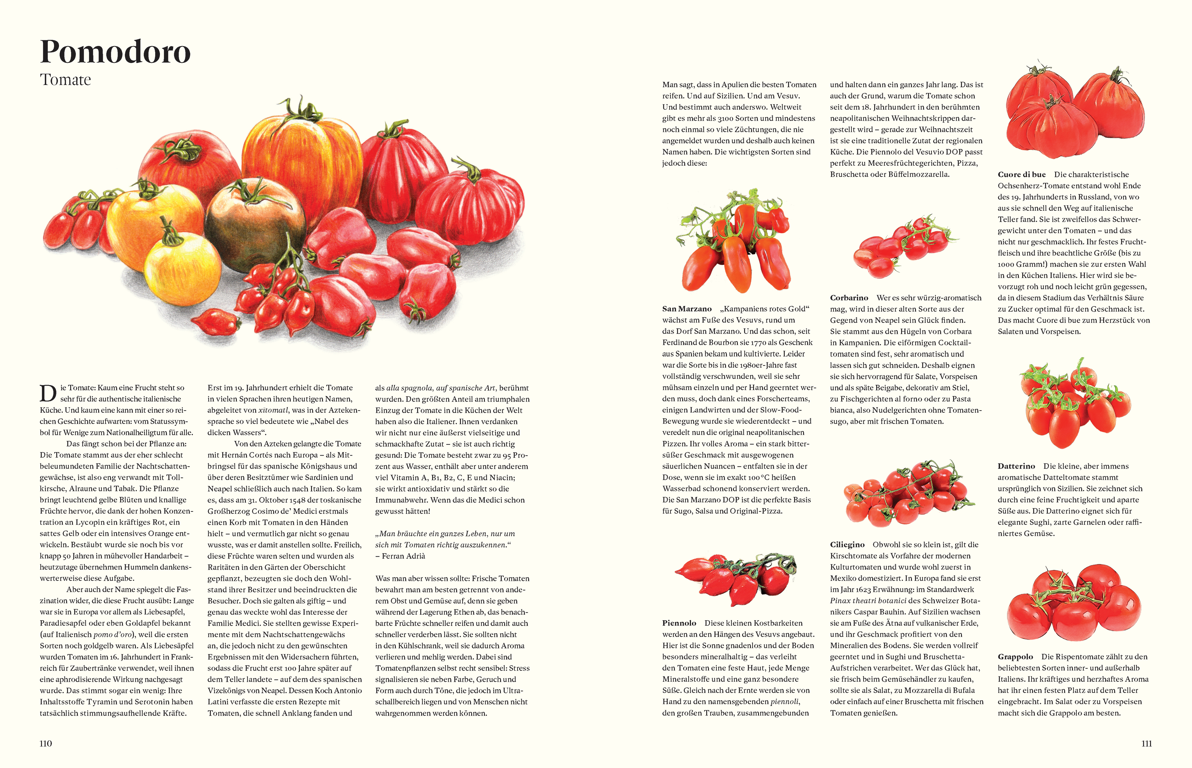 Illustration aus dem Kochbuch Originale: Verschiedene italienische Tomatensorten wie San Marzano, Cuore di bue und Datterino, mit Beschreibung ihrer Herkunft und Verwendung in der italienischen Küche