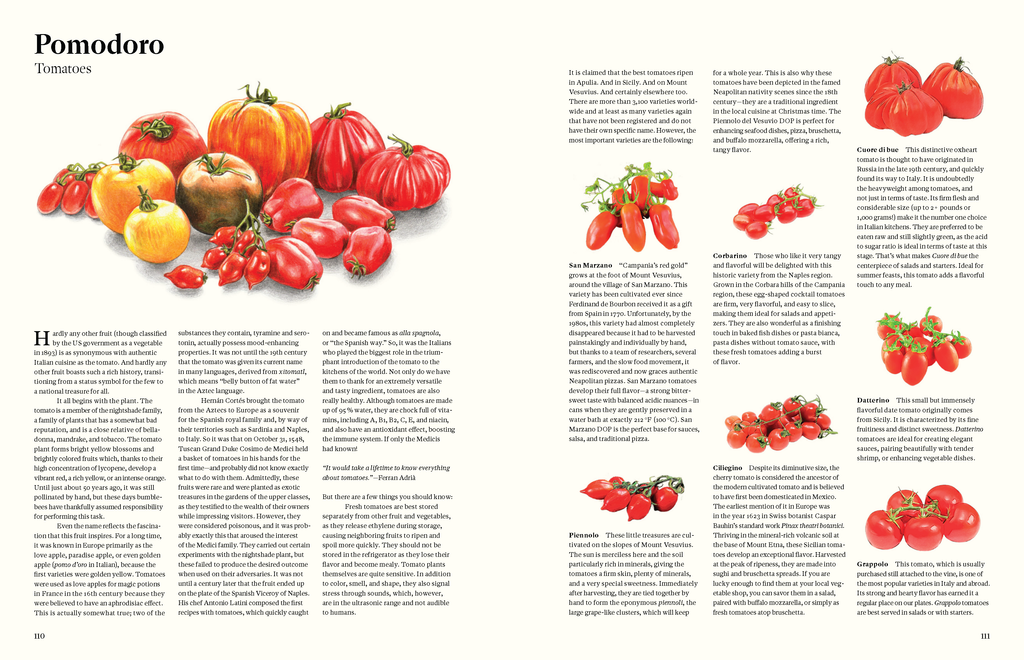 Illustration aus dem Kochbuch Originale: Verschiedene italienische Tomatensorten wie San Marzano, Cuore di bue und Datterino, mit Beschreibung ihrer Herkunft und Verwendung in der italienischen Küche.